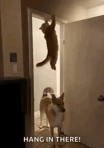 Black and White Cat Says Kat Hang In There