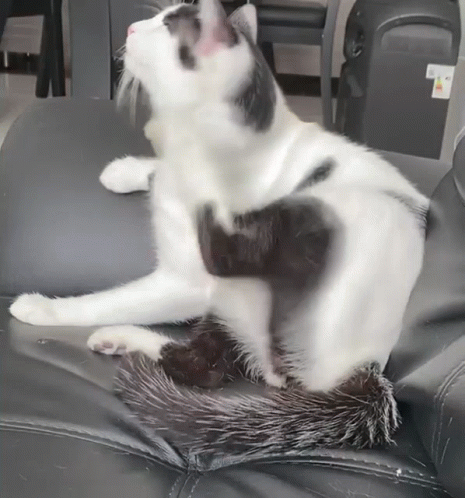 Black And White Cat Scratching On Black Leather Chair GIF