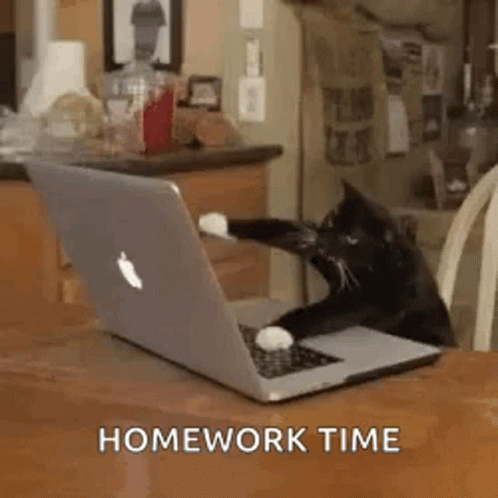 Black and White Cat Sitting at Laptop