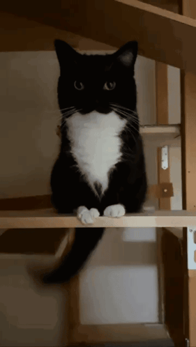 Black And White Cat Sitting GIF