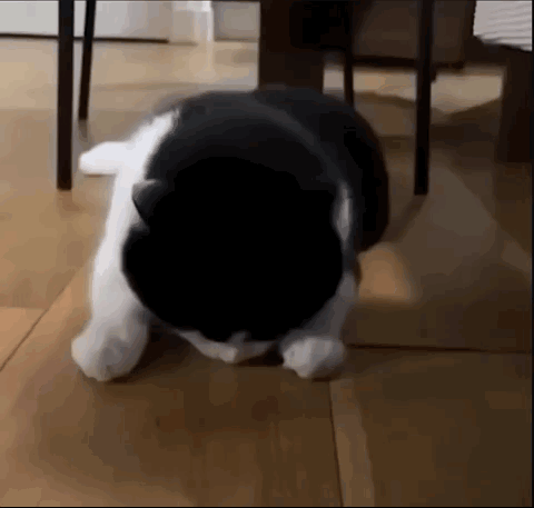 Black And White Cat Sitting Head Down GIF