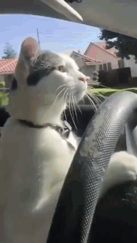 Black and White Cat Sitting in Driver Seat Looking Out Window