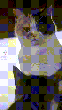 Black and White Cat Sitting on Another Cat