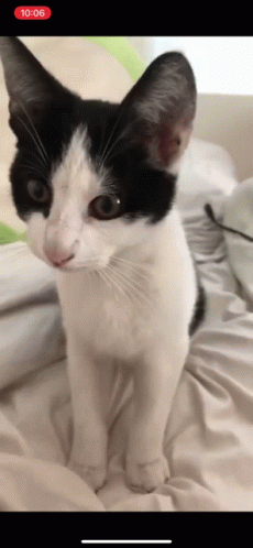 Black And White Cat Sitting On Bed With Red 10:06 Sticker GIF