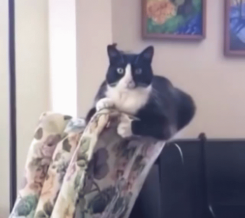 Black and White Cat Sitting on Chair