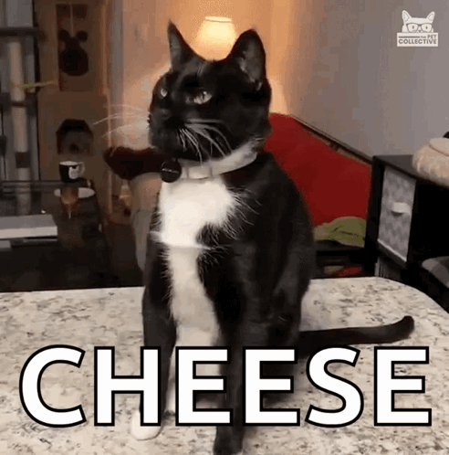 Black and White Cat Sitting on Cheese