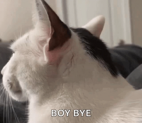Black And White Cat Sitting On Couch Saying Boy Bye