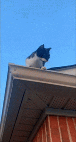 Black And White Cat Sitting On Roof GIF