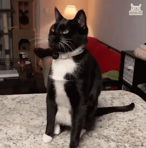 Black and White Cat Sitting on Table