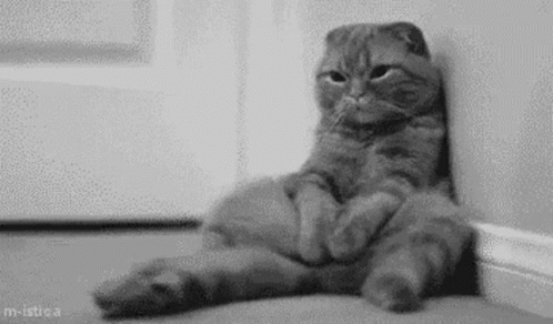Black and White Cat Sitting With Legs Crossed