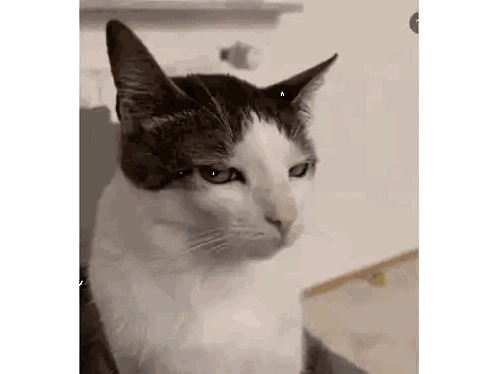 Black and White Cat Sitting