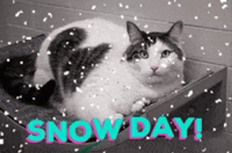 Black And White Cat Snow Day GIF
