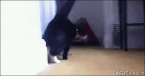 Black and White Cat Standing