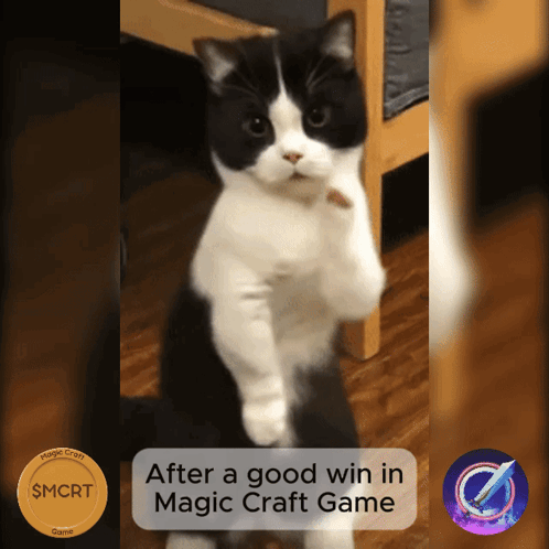 Black and White Cat Standing After Good Win