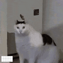 Black And White Cat Standing In Doorway GIF