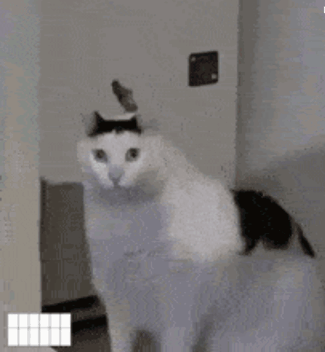 Black And White Cat Standing In Doorway With Naur GIF