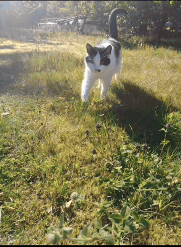 Black And White Cat Standing In Grassy Field GIF
