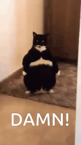 Black and White Cat Standing in Hallway