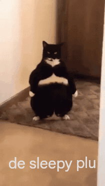 Black and White Cat Standing in Hallway de sleepy plu