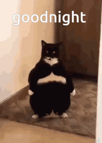 Black and White Cat Standing in Hallway