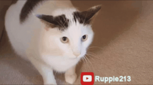 Black And White Cat Standing Next To YouTube Icon GIF