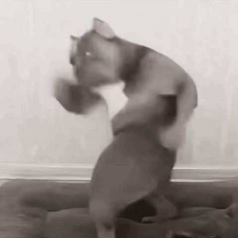 Black And White Cat Standing On Box GIF