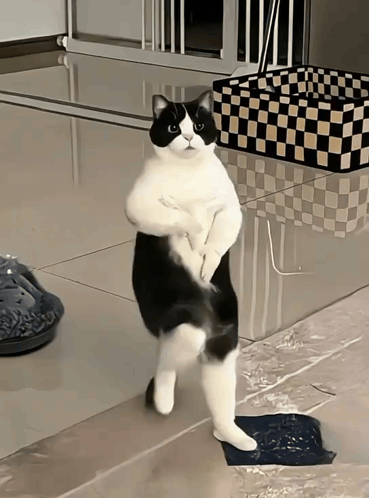 Black and White Cat Standing on Hind Legs