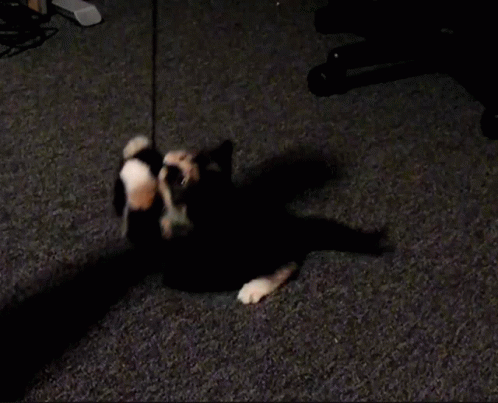 Black and White Cat Standing on Hind Legs on Carpet