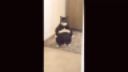 Black And White Cat Standing On Hind Legs GIF