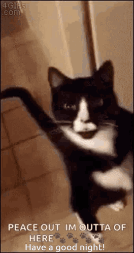 Black and White Cat Standing on Hind Legs With Arms Outstretched