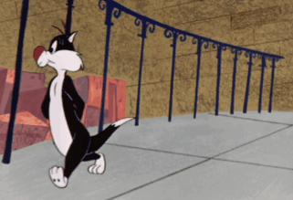 Black and White Cat Standing on Sidewalk
