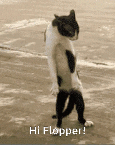 Black and White Cat Standing Saying Hi Flopper