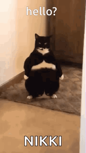 Black and White Cat Standing Says Hello Nikki