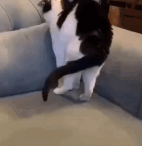 Black and White Cat Standing with Crossed Legs