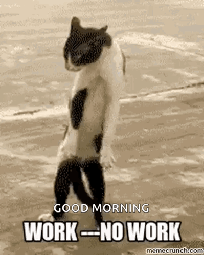 Black and White Cat Standing With Good Morning