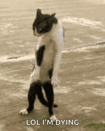Black and White Cat Standing With Lol I M Dying