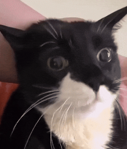 Black and White Cat Surprised Looking at Camera