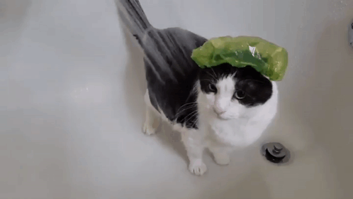 Black And White Cat Taking Bath With Green Shower Cap GIF