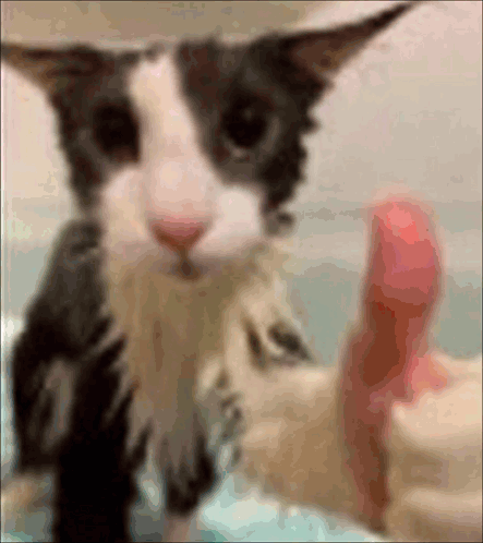 Black And White Cat Thumbs Up In Bathtub GIF