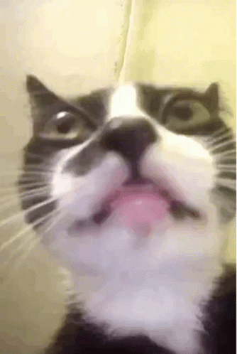 Black And White Cat Tongue Out GIF