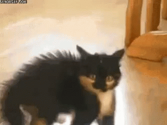 Black And White Cat Walking GIF