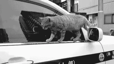 Black and White Cat Walking by Car