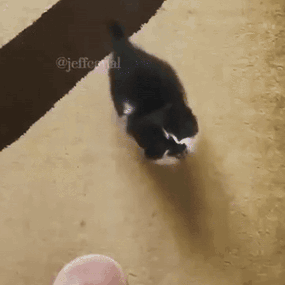Black And White Cat Walking Next To Finger GIF
