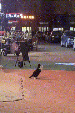Black And White Cat Walking Past Building Saying A GIF