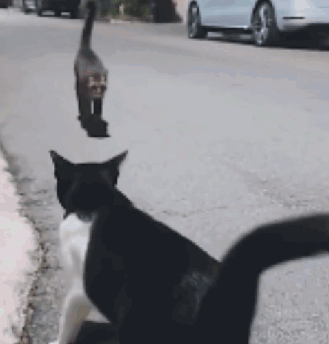 Black and White Cat Walking