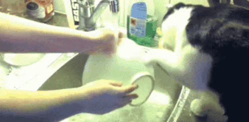 Black and White Cat Watching Dishwashing