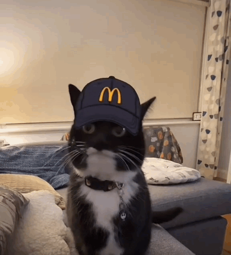 Black and White Cat Wearing McDonald's Cap