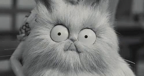 Black and White Cat With Big Eyes
