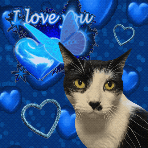 Black and White Cat With Blue Hearts I Love You