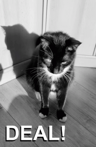 Black And White Cat With Deal GIF